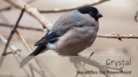  Presentation with animal - Beautiful presentation theme featuring eurasian-bullfinch-pyrrhula-pyrrhula backdrop and a mint green colored foreground