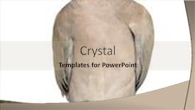  Presentation with white dove - Beautiful presentation theme featuring doves - eurasian collared dove perched backdrop and a mint green colored foreground