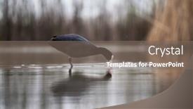  Presentation with food - PPT theme with eurasian-coot-fulica-atra-searching background and a gray colored foreground