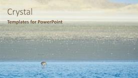  Presentation with dutch - Beautiful presentation theme featuring eurasian-curlew-in-nature backdrop and a lemonade colored foreground