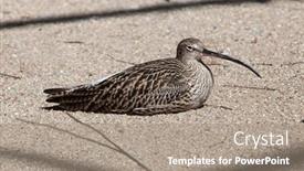  Presentation with animal - Cool new PPT theme with eurasian-curlew-numenius-arquata-wild backdrop and a coral colored foreground