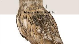 Presentation with eagle - Presentation consisting of eurasian eagle-owl bubo bubo a species of eagle owl standing in front of white background background and a coral colored foreground