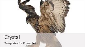  Presentation with eagle flying - Slides having eurasian eagle-owl bubo bubo background and a light gray colored foreground