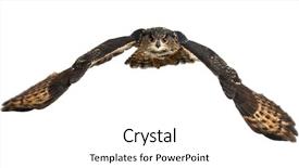  Presentation with eagle flying - Slide deck consisting of eurasian eagle-owl bubo bubo background and a white colored foreground