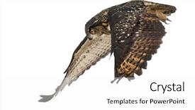  Presentation with eagle flying - Slides featuring eurasian eagle-owl bubo bubo background and a white colored foreground