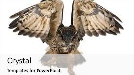  Presentation with eagle flying - Cool new presentation theme with eurasian eagle-owl bubo bubo backdrop and a white colored foreground