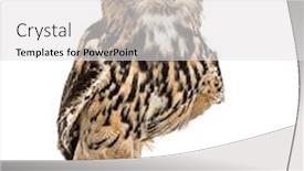  Presentation with eagle - Presentation design featuring eurasian eagle-owl bubo bubo background and a white colored foreground