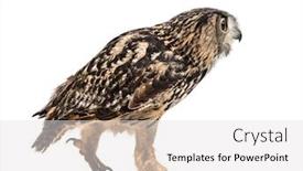  Presentation with eagle - Cool new PPT theme with eurasian eagle-owl bubo bubo backdrop and a light gray colored foreground