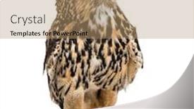  Presentation with eagle - Cool new slide set with eurasian eagle-owl bubo bubo backdrop and a coral colored foreground
