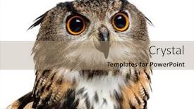  Presentation with eagle - Presentation design enhanced with eurasian eagle-owl bubo bubo is a species of eagle-owl against white background background and a coral colored foreground