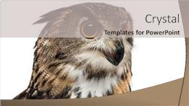  Presentation with eagle - Presentation theme enhanced with eurasian eagle-owl bubo bubo is a species of eagle-owl against white background background and a light gray colored foreground