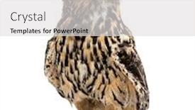  Presentation with eagle - Presentation theme consisting of eurasian eagle-owl bubo bubo background and a light gray colored foreground