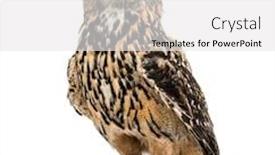  Presentation with eagle - Presentation theme featuring eurasian eagle-owl bubo bubo background and a white colored foreground