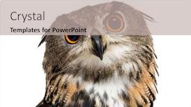  Presentation with eagle - Audience pleasing presentation design consisting of eurasian eagle-owl bubo bubo backdrop and a light gray colored foreground