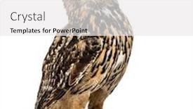  Presentation with eagle - Slide set with eurasian eagle-owl bubo bubo background and a white colored foreground