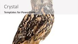  Presentation with eagle - Colorful presentation design enhanced with eurasian eagle-owl bubo bubo backdrop and a white colored foreground