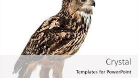  Presentation with eagle - Presentation design featuring eurasian eagle-owl bubo bubo background and a white colored foreground