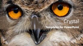  Presentation with eagle - Presentation consisting of eurasian eagle-owl bubo bubo background and a coral colored foreground