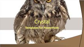  Presentation with peter walking on water - Slide deck consisting of eurasian eagle-owl bubo bubo background and a tawny brown colored foreground