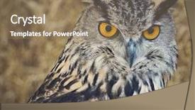  Presentation with eagle - Presentation enhanced with eurasian eagle owl with retro background and a coral colored foreground
