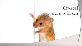  Presentation with harvest - Beautiful PPT layouts featuring eurasian harvest mouse micromys minutus in front of white background backdrop and a white colored foreground