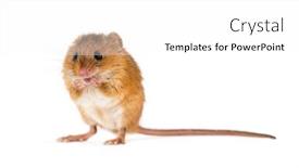  Presentation with harvest - Colorful PPT theme enhanced with eurasian harvest mouse micromys minutus in front of white background backdrop and a white colored foreground