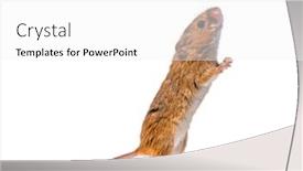  Presentation with harvest - Presentation consisting of eurasian harvest mouse micromys minutus looking up in front of white background background and a white colored foreground