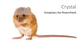  Presentation with harvest - Beautiful presentation design featuring eurasian harvest mouse micromys minutus grooming in front of white background backdrop and a white colored foreground