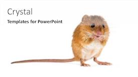  Presentation with harvest - Colorful presentation enhanced with eurasian harvest mouse micromys minutus in front of white background backdrop and a white colored foreground