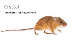  Presentation with harvest - Presentation design having eurasian harvest mouse micromys minutus background and a white colored foreground