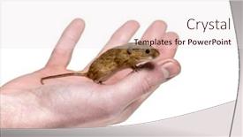  Presentation with harvest - Slide set having eurasian harvest mouse on hand micromys minutus in front of white background background and a sky blue colored foreground