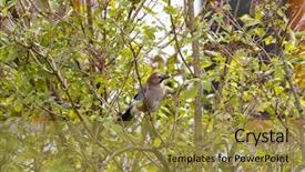  Presentation with autumn blue - Presentation theme consisting of eurasian jay bird in brown background and a gold colored foreground