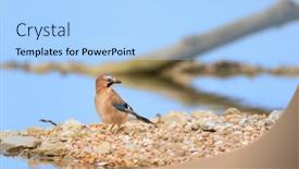  Presentation with nature - Slide deck having eurasian-jay-in-nature-near background and a light blue colored foreground