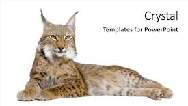  Presentation with old fashioned black and white - Slides consisting of bobcat - eurasian lynx - lynx lynx background and a white colored foreground