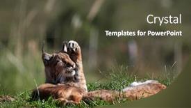  Presentation with animal nature - Amazing PPT layouts having eurasian-lynx-outdoor-wild-animal backdrop and a tawny brown colored foreground