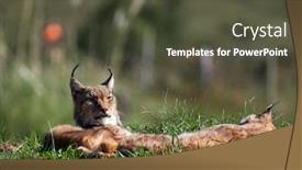  Presentation with animal nature - PPT theme enhanced with eurasian-lynx-outdoor-wild-animal background and a tawny brown colored foreground