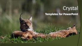  Presentation with animal nature - Presentation design consisting of eurasian-lynx-outdoor-wild-animal background and a dark gray colored foreground