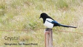  Presentation with sand dunes - PPT theme with eurasian-magpie-in-coast-environment background and a mint green colored foreground