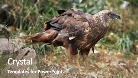  Presentation with marsh - Cool new slide deck with eurasian marsh harrier wild life backdrop and a  colored foreground
