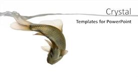  Presentation with under water - Audience pleasing slide deck consisting of eurasian minnow viewed from below swimming under water line phoxinus phoxinus isolated on white backdrop and a white colored foreground