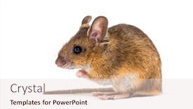  Presentation with cartoon mickey mouse - Beautiful presentation design featuring eurasian mouse apodemus species sitting in front of white background backdrop and a lemonade colored foreground