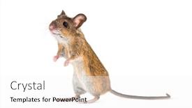  Presentation with cartoon mickey mouse - Slide deck enhanced with eurasian mouse apodemus species on hind legs in front of white background background and a white colored foreground