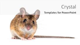  Presentation with cartoon mickey mouse - Amazing PPT theme having eurasian mouse apodemus species in front of white background backdrop and a white colored foreground