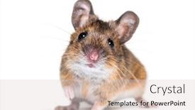  Presentation with 1st birthday mickey mouse - PPT theme featuring eurasian mouse apodemus species in front of white background background and a lemonade colored foreground