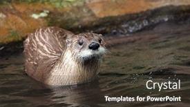  Presentation with czech republic - Presentation enhanced with eurasian-otter-in-zoo-prague background and a  colored foreground