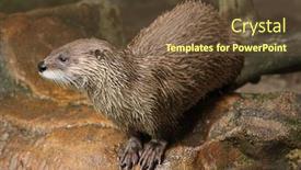  Presentation with czech republic - Amazing presentation theme having eurasian-otter-in-zoo-prague backdrop and a  colored foreground