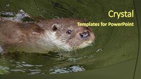  Presentation with wildlife - Colorful slide deck enhanced with eurasian otter lutra lutra lutra backdrop and a tawny brown colored foreground