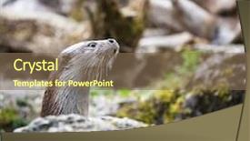  Presentation with sea otter - Slide set consisting of eurasian-otter-lutra-lutra background and a violet colored foreground