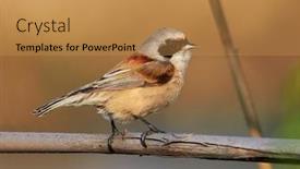  Presentation with sitting posture and computer ergonomics - Slides having eurasian-penduline-tit-sitting background and a gold colored foreground