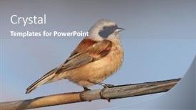  Presentation with sitting posture and computer ergonomics - PPT layouts having eurasian-penduline-tit-sitting background and a gray colored foreground